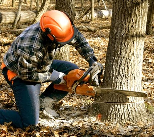 Tree Removal in Leggett, CA